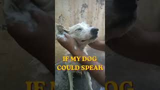 #funtoos#pets#dogshorts #viral#pomeranian #petlover #funny #comedy#goldenretriever #puppy #freefire