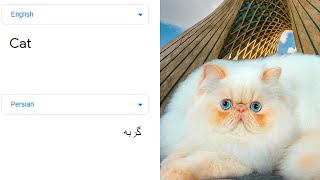 Cat in different languages meme