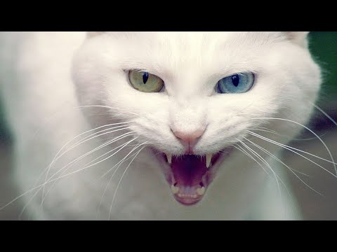sonido de gato