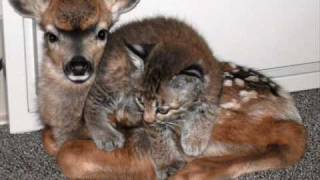 Watch Melissa Etheridge Just Stand Up video