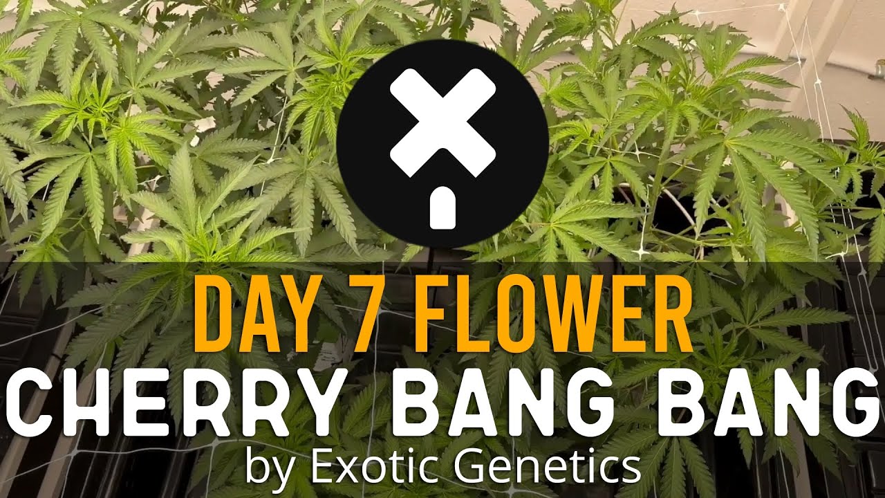 Cherry Bang Bang - Day 7 Flower New cannabis strain for 2023