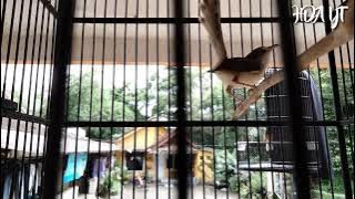 CIBLEK SUPER GACOR FULL NGENTROK