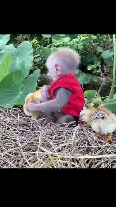 bebek angsa lucu vs monyet