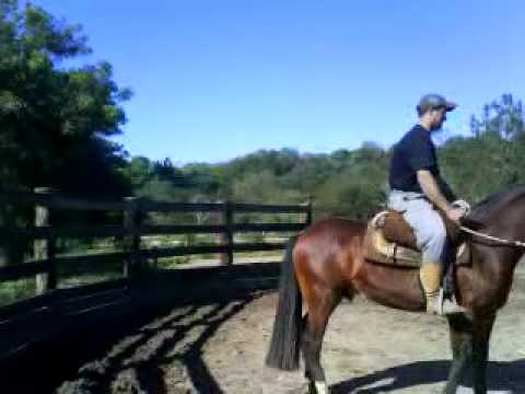 Doma do cavalo Beija Flor da Alexandrina - YouTube