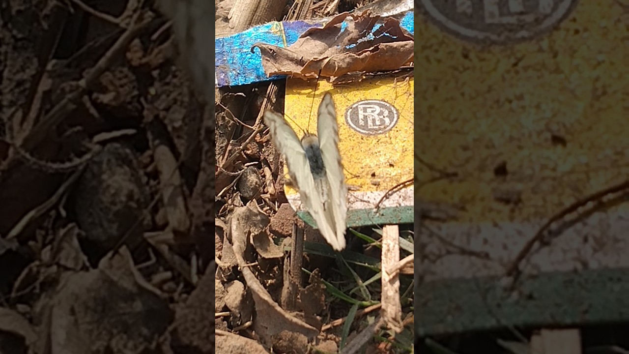 Beautiful white butterfly 😮😮😮 সুন্দর সাদা প্রজাপতি 