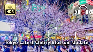 As of 3/30 - Tokyo Latest Cherry Blossom Update: Stunning Full Bloom in Shinjuku [4K/HDR/Binaural]