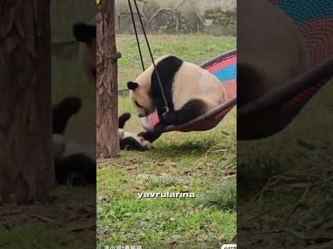 Pandalar Part-1 Yerli Kâşif Edit #viral #komik #yerlikasif