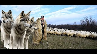 7 LUPII AU MANCAT 50 DE MIEI SI 4 CAINI - 1000 DE OI LA STANA LUI DAMIAN PAGUBA MARE !
