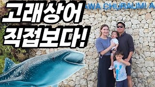 Real whaleshark! | Okinawa Aquarium | AMWF