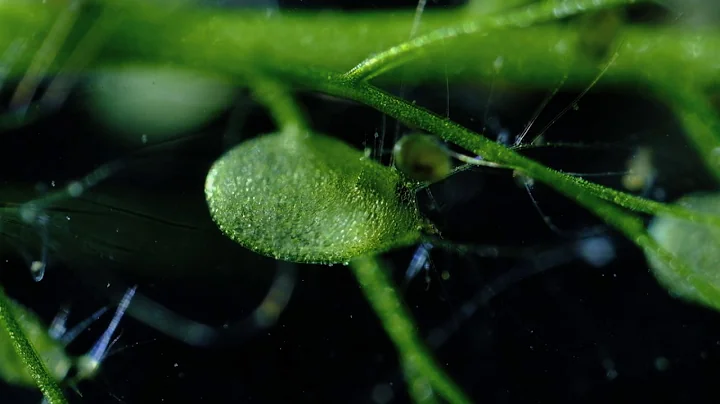 Carnivorous Bladderwort Fastest Plant in the World! - DayDayNews