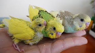 Muhabbet Kuşu Üretim Hikayesi