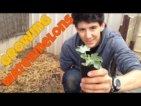 How To Grow Watermelons | Sugar Baby Watermelon