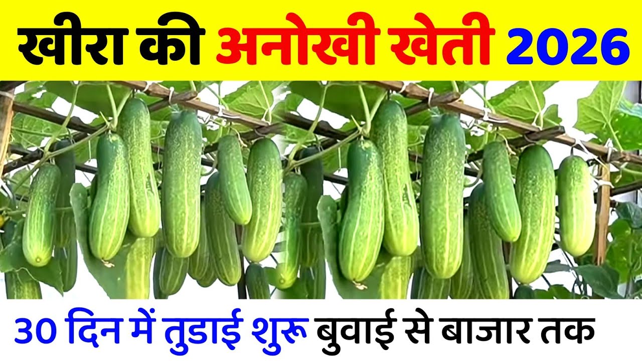 खीरा की खेती से लाखों की कमाई | Cucumber Farming Full Guide | Seed to  Harvest in hindi | ककड़ी