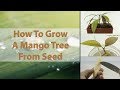 How To Grow A Mango Tree From Seed - EASY - With Results ( HD Macro )