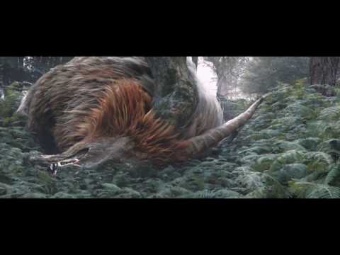 Animal Video