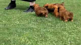Soft Coated Wheaten Terrier Puppies For Sale screenshot 5
