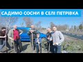 САДИМО СОСНИ В СЕЛІ ПЕТРІВКА. Перша частина.