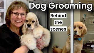 Dog Grooming Livestreams! Poodle, Bichon, Coton, Maltipoo, Maltese, Havanese, Schnauzer, Papillon ++
