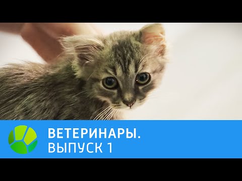 Video: Мышыктар үчүн ветеринарлардын мааниси