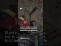 Momento en que Rescatan con Vida a Perro después de Sismos en Venezuela