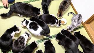 【猫80匹 | 1人1万円台】猫ちゃんと天然温泉に癒される宿 | 別府 | 創業100年 | 新玉旅館