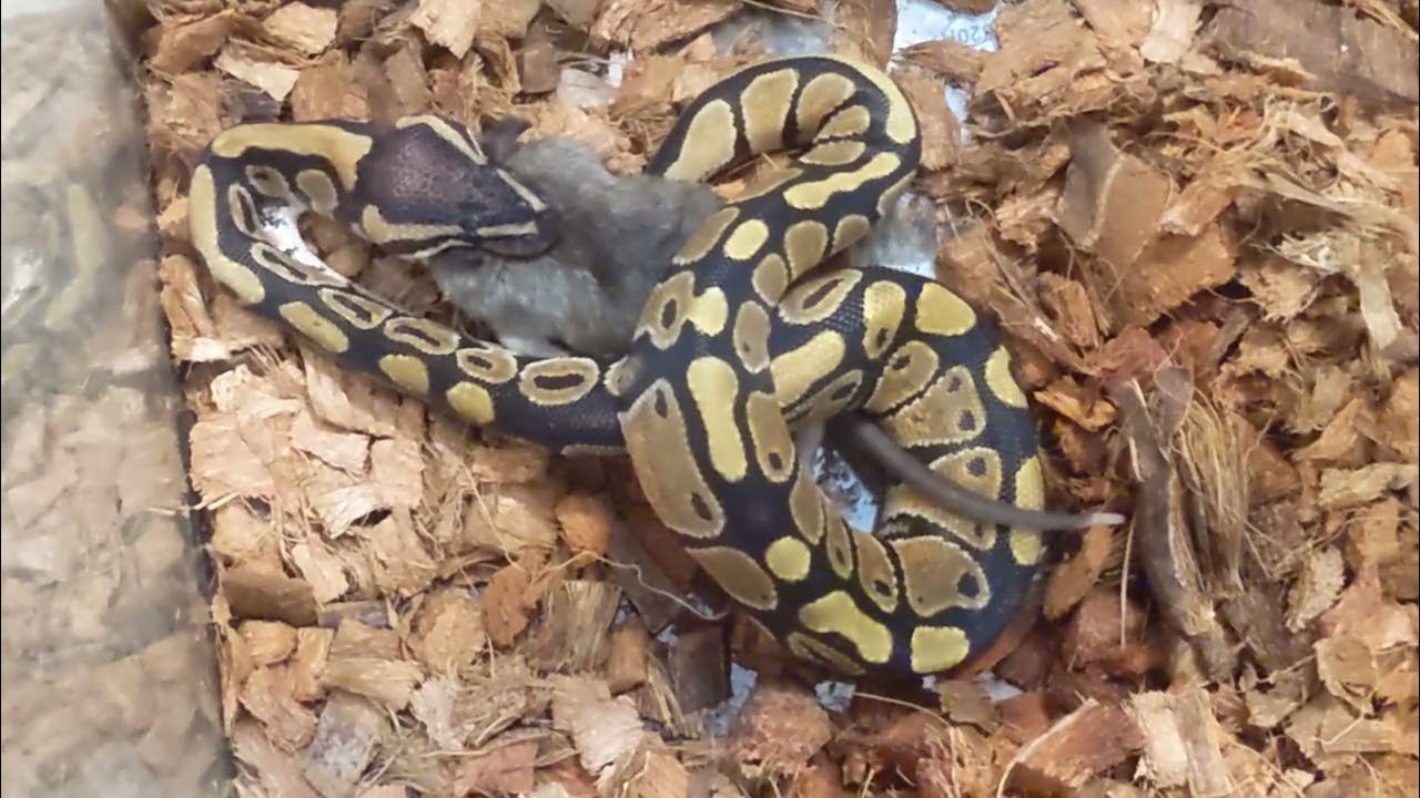 Ball python eating a mouse - YouTube