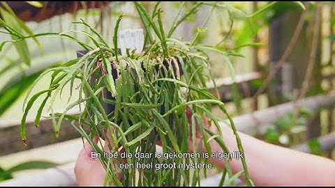 Klimaatles in de Hortus - Woestijn - Biogeografie
