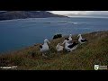 Royal Albatross ~ A Scary Moment! A Juvie Bites QT's Neck! QT Spills It Stomach Contents Out 3.26.22