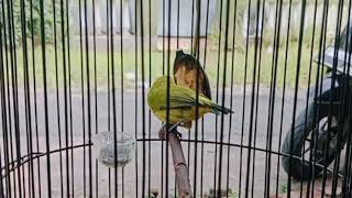 MASTERAN PLECI TEMBAKAN KOLIBRI WULUNG UNIK #plecigacor #pleci #pleciwitwit #kolibriwulung
