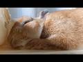 暑い日は… 寝る 🐰☕ Hot Day... Nap Time