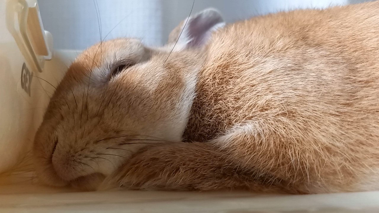 暑い日は… 寝る 🐰☕ Hot Day... Nap Time