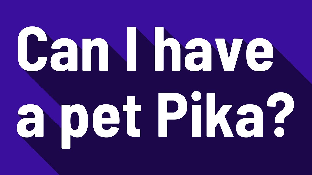 Can I have a pet Pika? YouTube