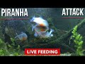 AGGRESSIVE OSCAR and PIRANHA Live Feeding, another CLOSE call (WARNING! Graphic content)