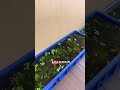 KOLAM IKAN DARI BOX CONTAINER PLASTIK SERBAGUNA