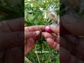 cultivation using shallots. #craftworking #grafting #bonsai #gardening #fruit #plants #natural