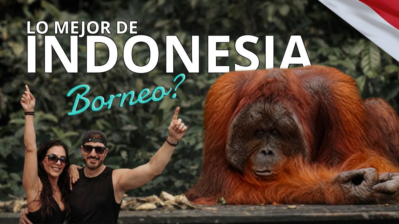 Lo mejor de Indonesia🇮🇩 BORNEO y los Orangutanes Salvajes 🦧 1/4