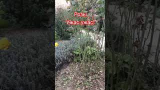 #розы #дача #краснодар #уход #розарий #shortvideo #shorts #short #дачник #сад #южныйсад #печально