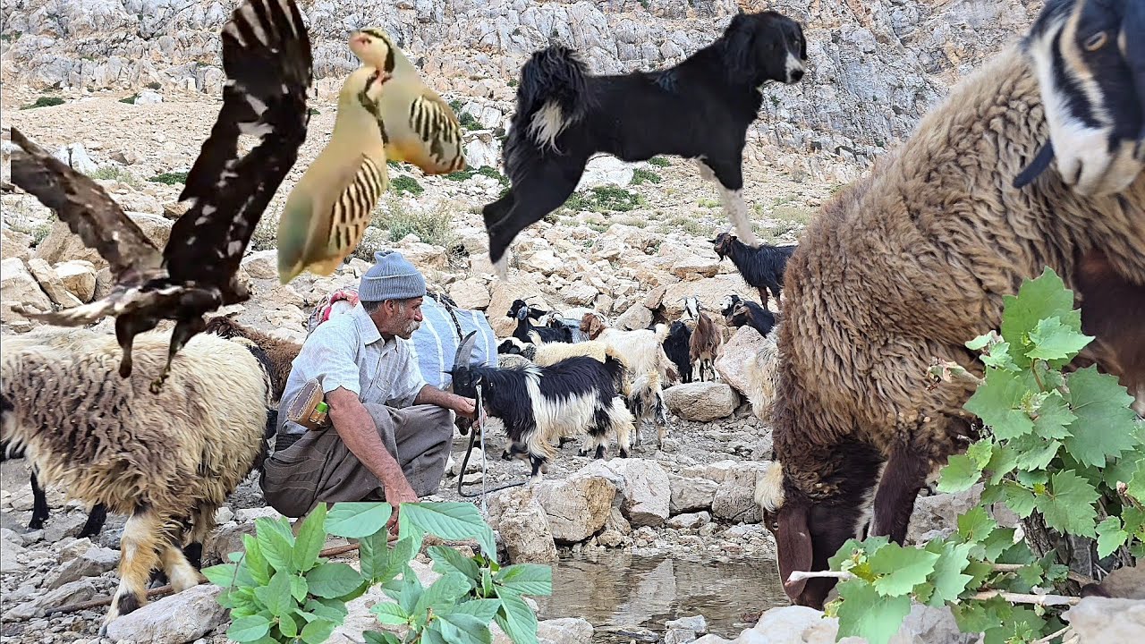 The grueling mountain trails | The story of Jahangir's nomadic life