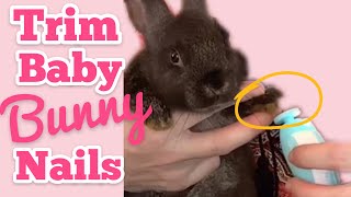 How To Trim Baby Bunny Nails | Safe Rabbit Grooming
