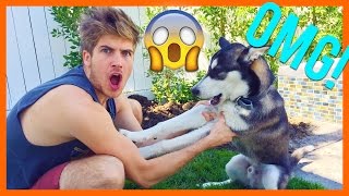 WOLF RAN AWAY! WOLF RAN AWAY!