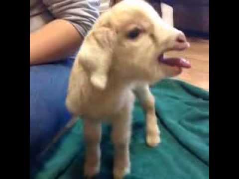 goat baby screaming funny goats upset pet