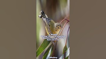 5 Burung Terkecil di Dunia 🌏 #shorts #top #birds #animals