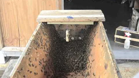 Installing the First Package of Bees in a Top-Bar Hive