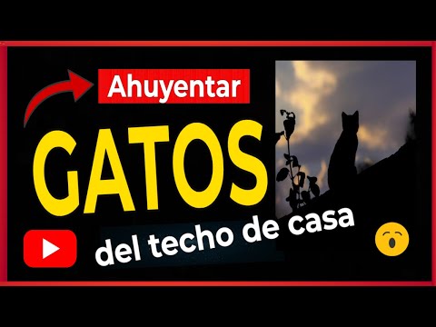 Cómo AHUYENTAR GATOS de casa 【7 Remedios Caseros】 16