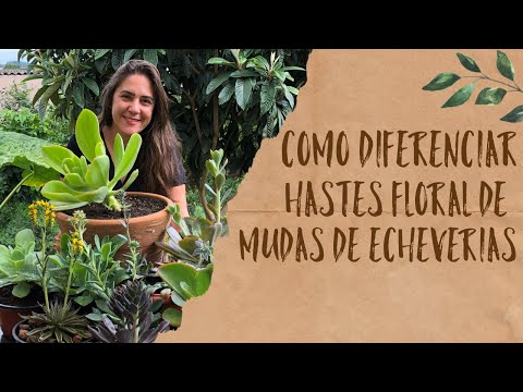 Vídeo: Diferença Entre Mudas E Mudas