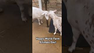 Happy World Farm Animals Day! #subscribe #recommended #uncagedzootours #farmanimals #zoo #viral