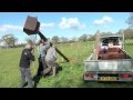 How to put up a barn owl box in a field: The experts. How to put up a barn owl box in a field: The experts.
