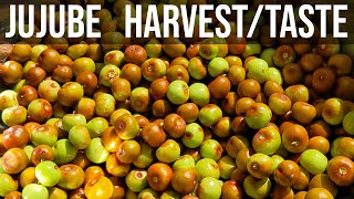 Jujube harvest & taste comparison fall 2022, Sugarcane and Shanxi Jujube size, flavor, crunch.