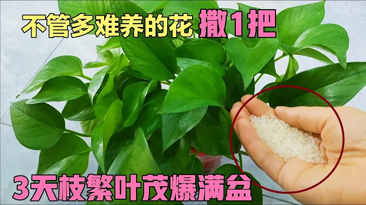 不管养什么花，花盆里撒一把，不黄叶不烂根，3天枝繁叶茂绿油油 【百变小厨坊】#花 #花盆 - 天天要闻