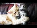 Cats & Kittens ★ Cute Cats and Kittens Playing [Funny Pets]